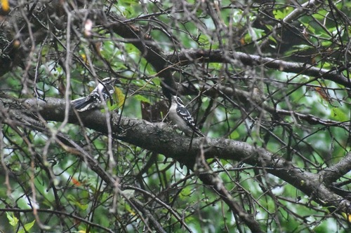 Downy Woodpecker