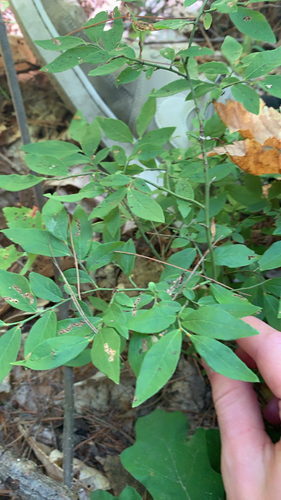 Early Lowbush Blueberry