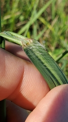 Paspalum floridanum