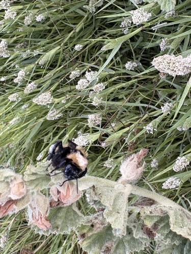 iNaturalist observation photo of Bumble Bees