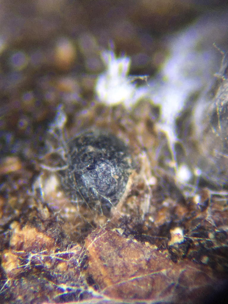 Sporormiella heptamera