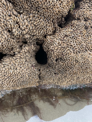 Honeycomb Worm, 4FPH+5H, Cardigan SA43 2JL, UK, photo 4 of 10