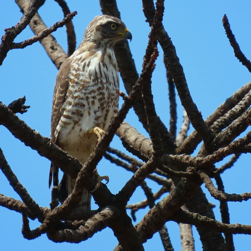 Roadside Hawk
