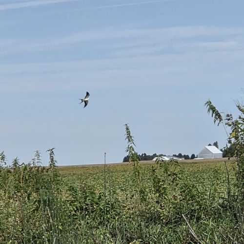 Swallow-tailed Kite