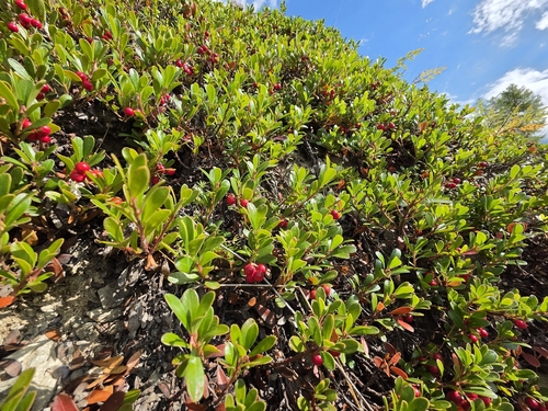 bearberry