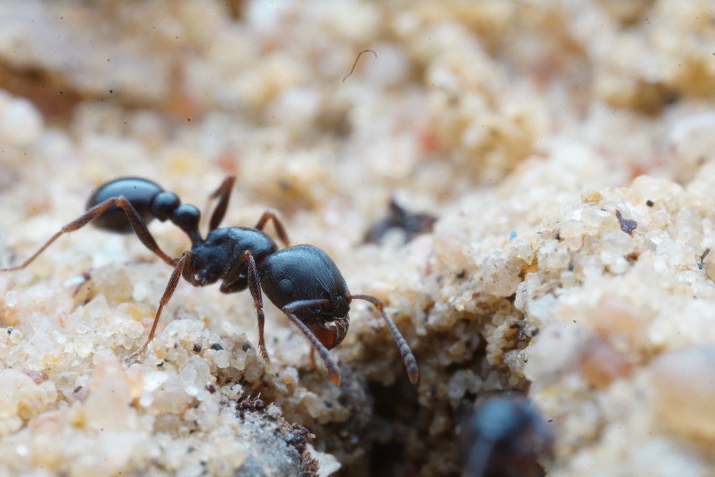 Tetramorium jordani