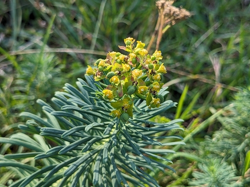 cypress spurge