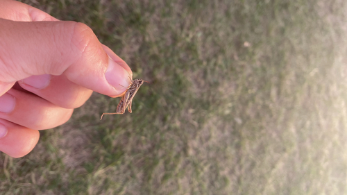 Bow-winged Grasshopper