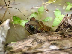 Peltophryne peltocephala