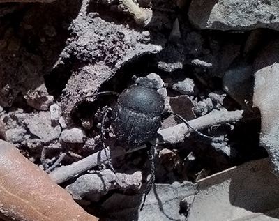 Sisyphus schaefferi