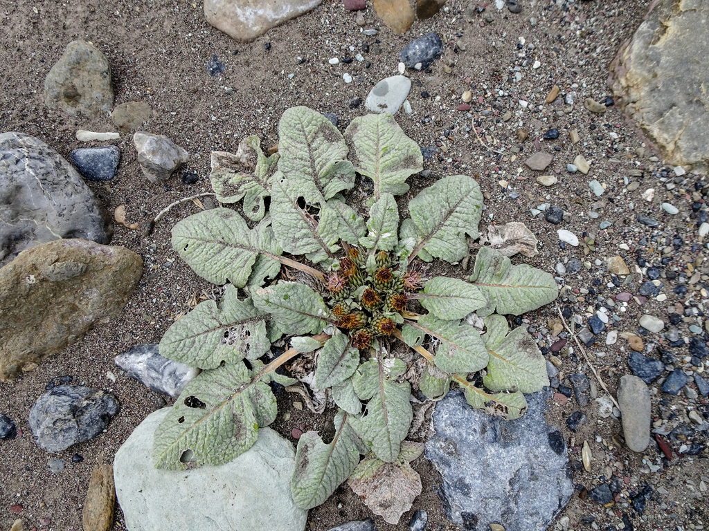 Dolomiaea baltalensis