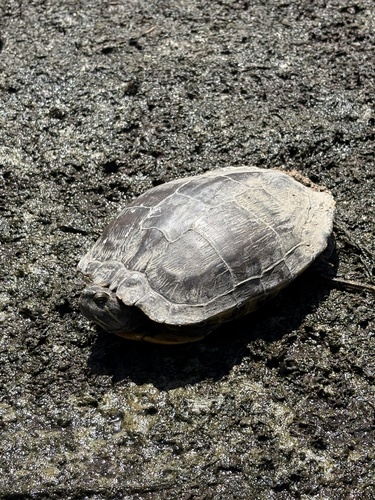 iNaturalist observation photo of Red-eared Slider
