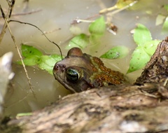 Peltophryne peltocephala