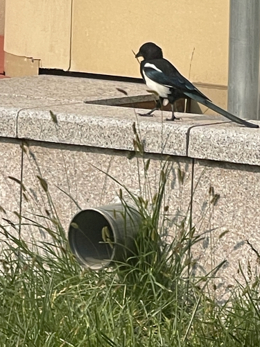 Oriental Magpie