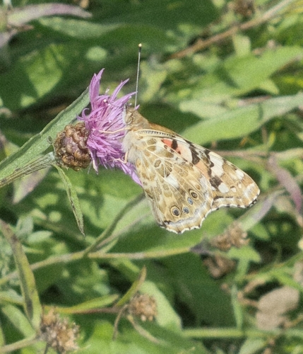 Painted Lady