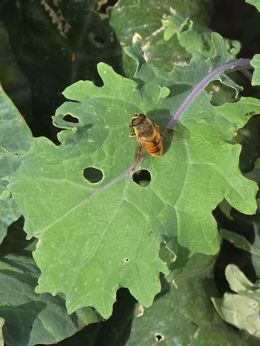 Common Drone Fly
