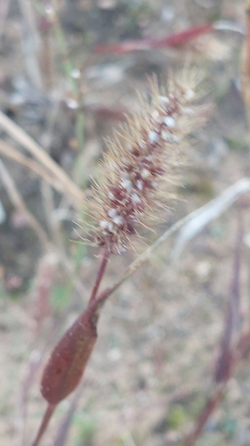 Green Bristle Grass