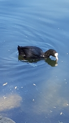 Fulica atra