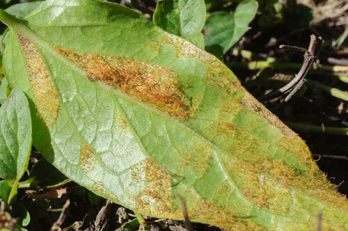 Peony Rust