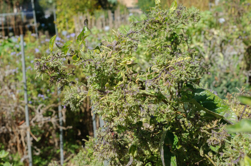 Aceria lycopersici