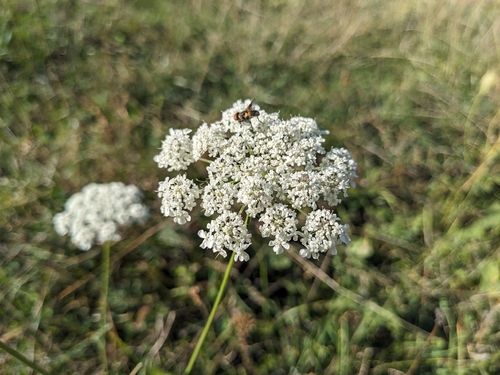 wild carrot