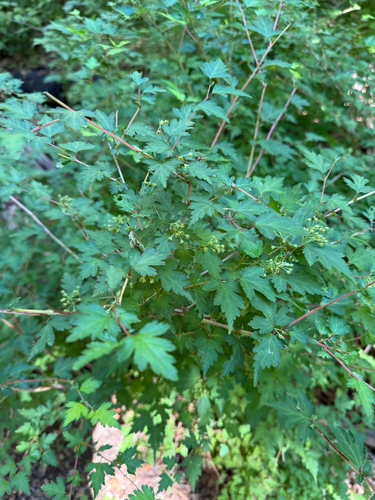 Neillia incisa observed 2026-09-15