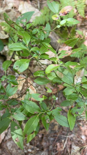lowbush blueberry