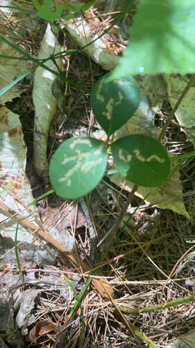 Eastern Teaberry