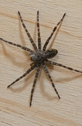 Dark Fishing Spider