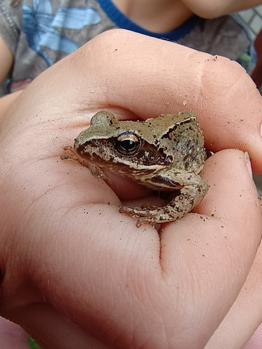 European Common Frog