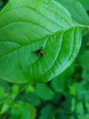 Rhagoletis cerasi