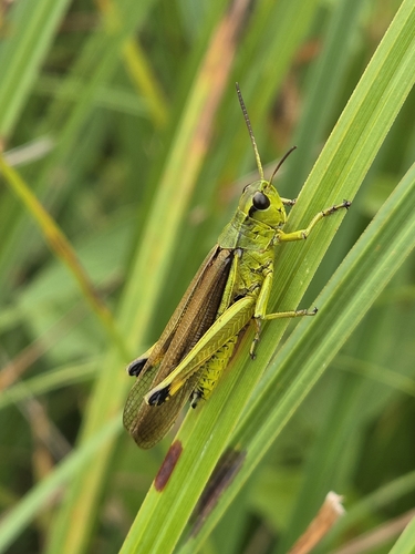 Large Marsh Grasshopper