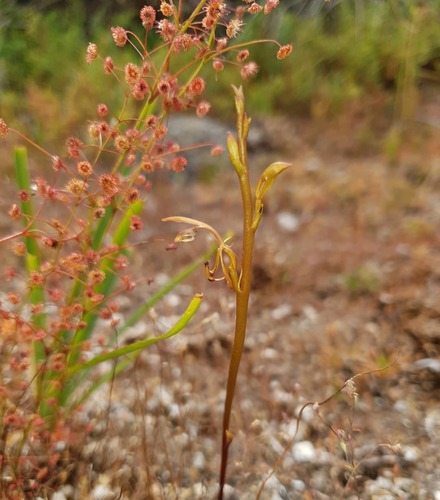 Spiculaea