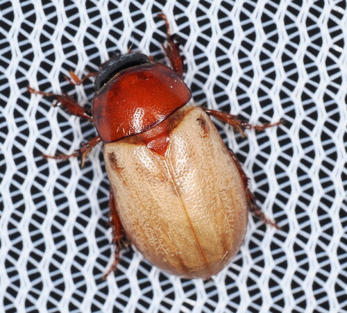 Cyclocephala melanocephala photo 5