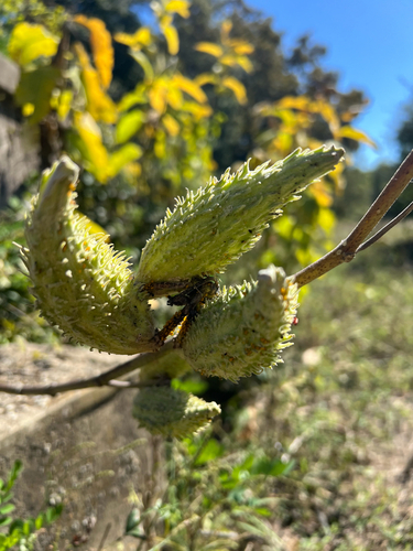 common milkweed