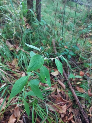 American gromwell