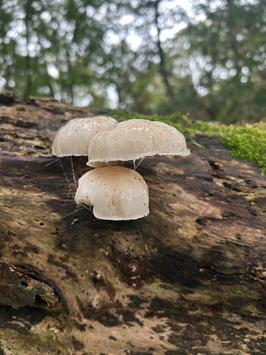 porcelain mushroom