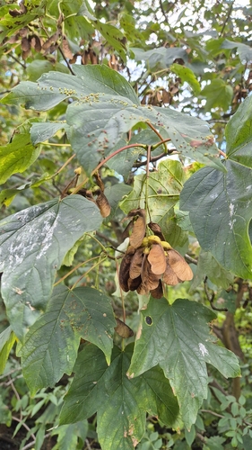 sycamore maple