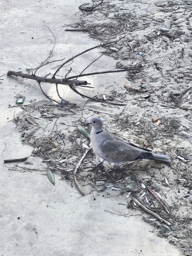 Eurasian Collared-Dove