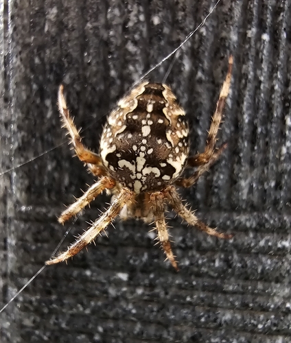Cross Orbweaver