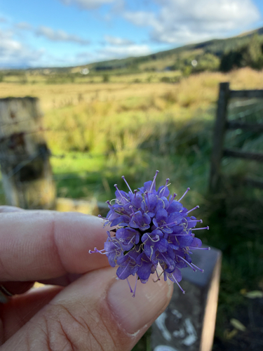 Devil's-bit Scabious