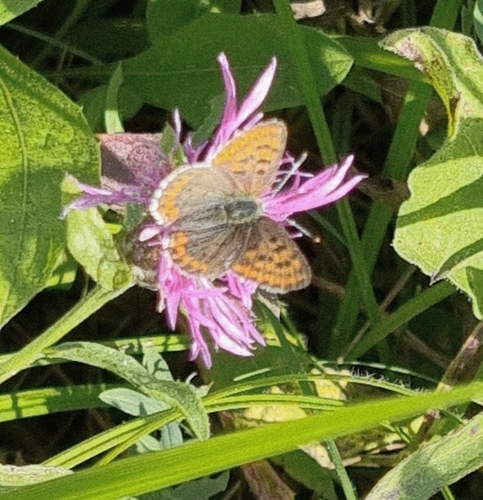 Sooty Copper