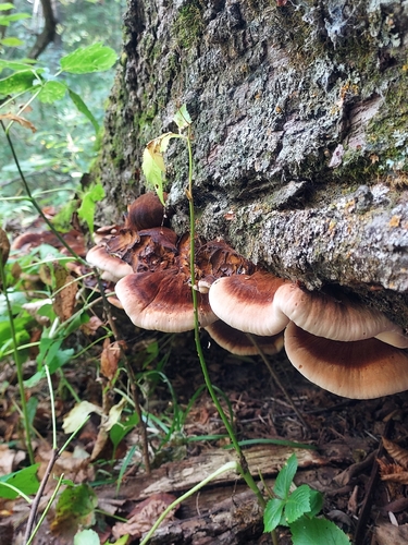 Resinous Polypore