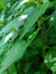 Nurscia albomaculata