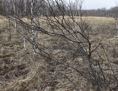 Betula divaricata