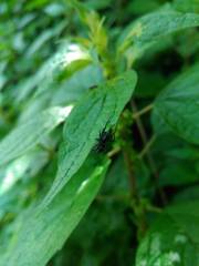 Nurscia albomaculata