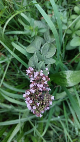 Oregano