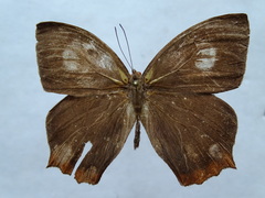 Taygetis rufomarginata