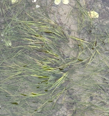 Zostera marina, photograph (c) Matthew Flood, some rights reserved (CC BY)