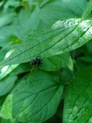 Nurscia albomaculata